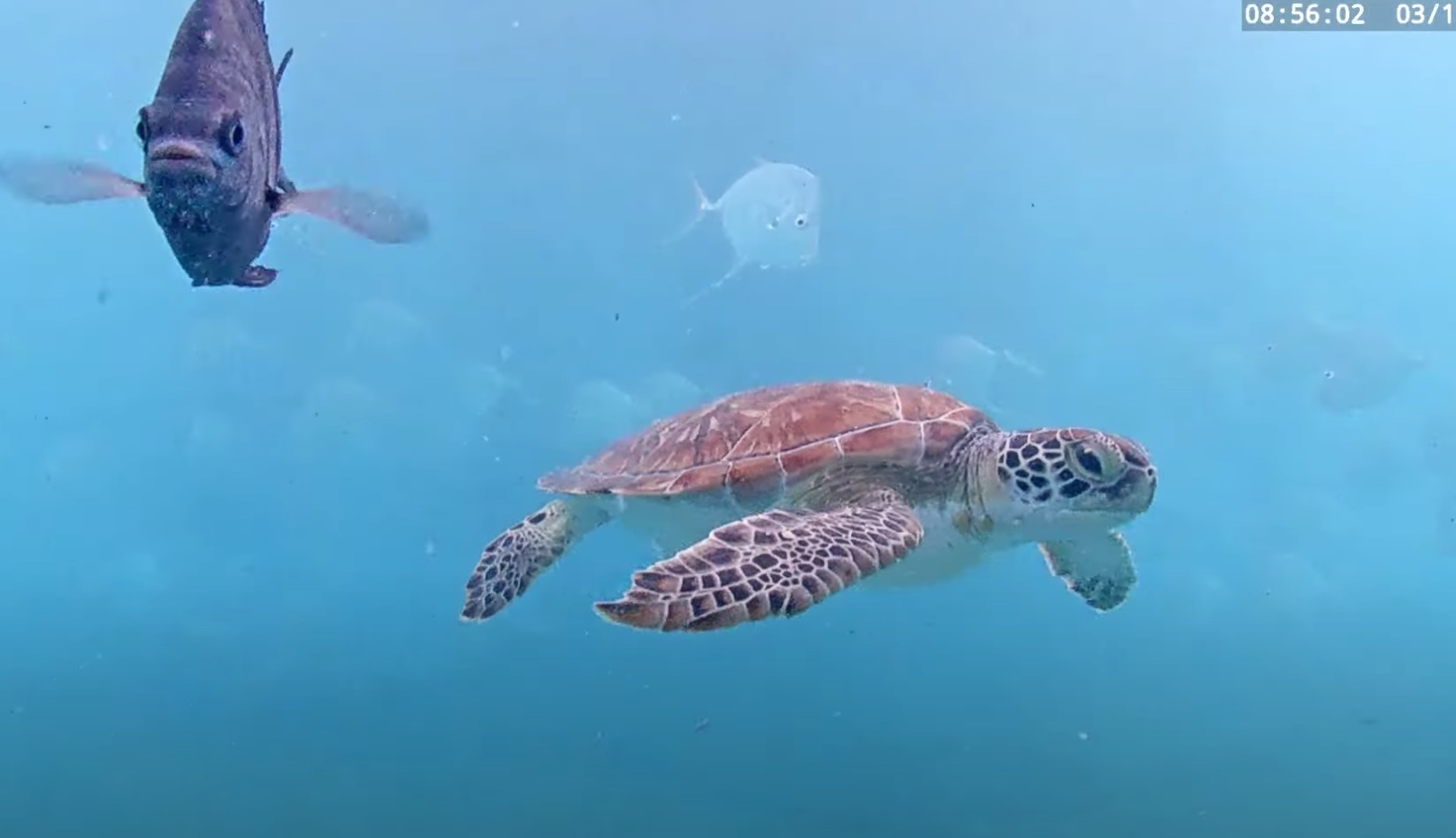 Deerfield Beach Underwater Cam