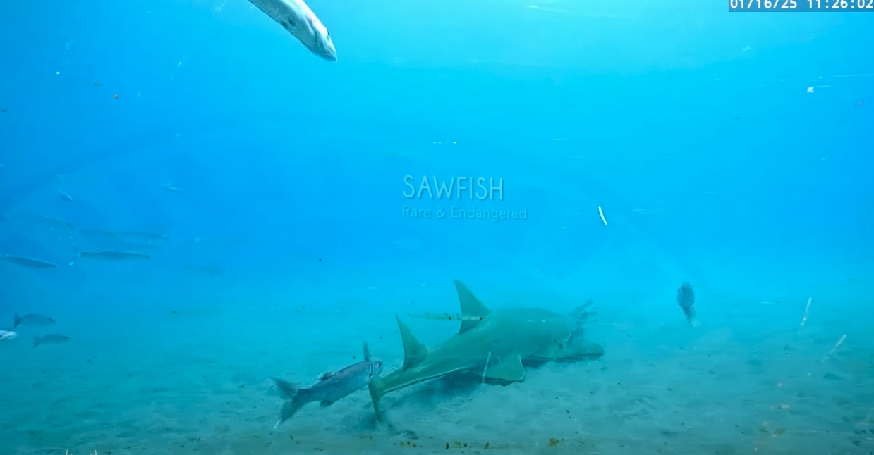 Video Monthly Highlights Of Rare Marine Visitors January Fish