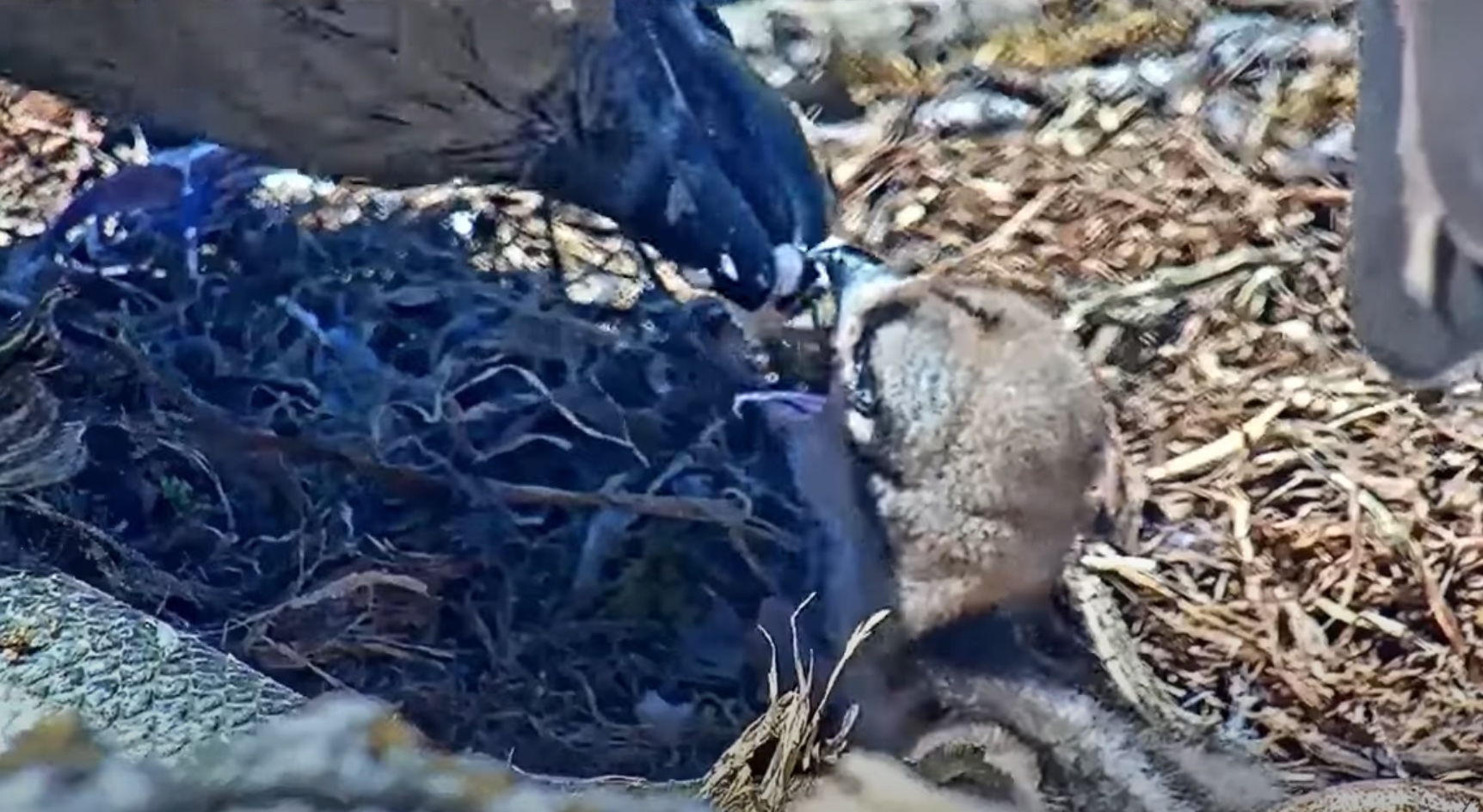 Hellgate Osprey Nest - 2025