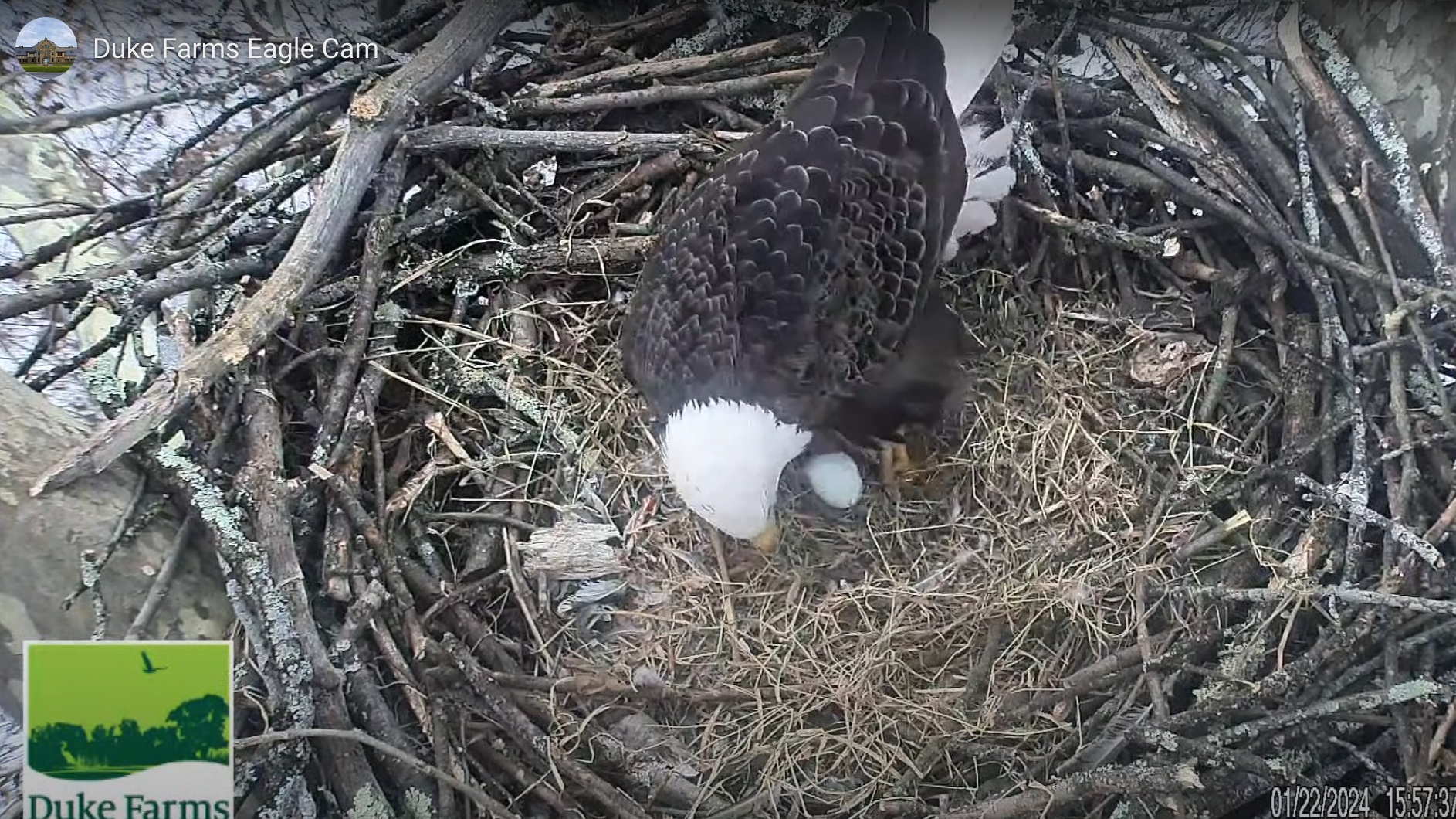 Duke Farms Bald Eagles - 2024