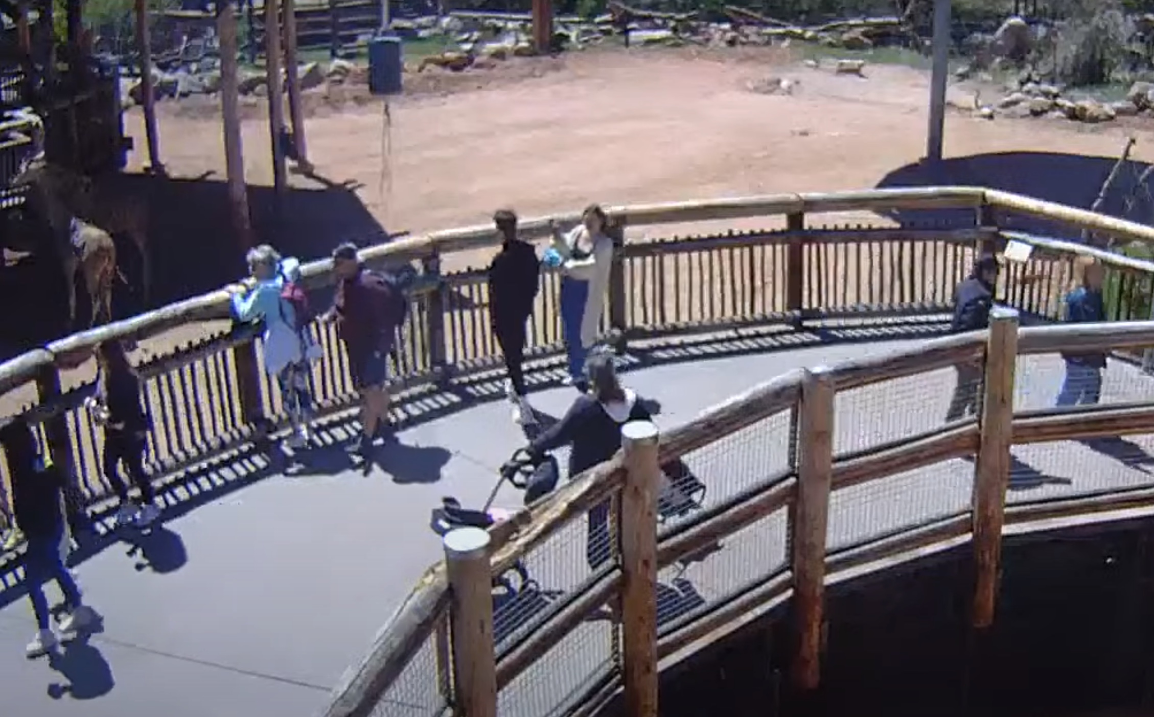 cheyenne mountain zoo giraffe cam