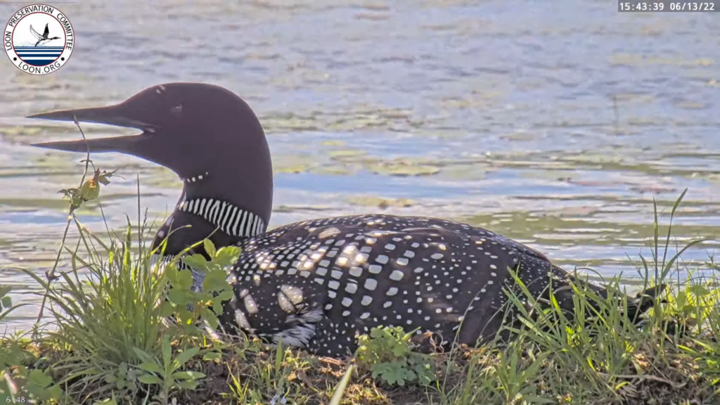 The Loon Nest Cam Is Live! - SPO