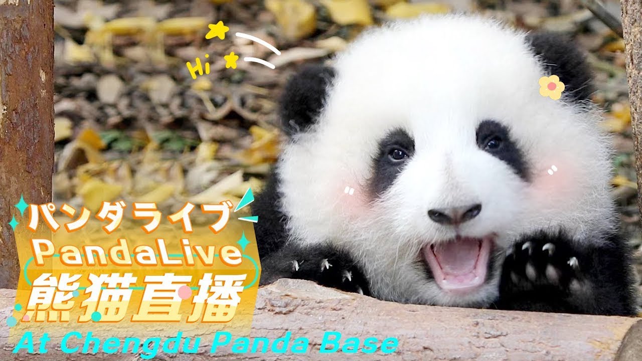 Panda Cam - Video - 2024