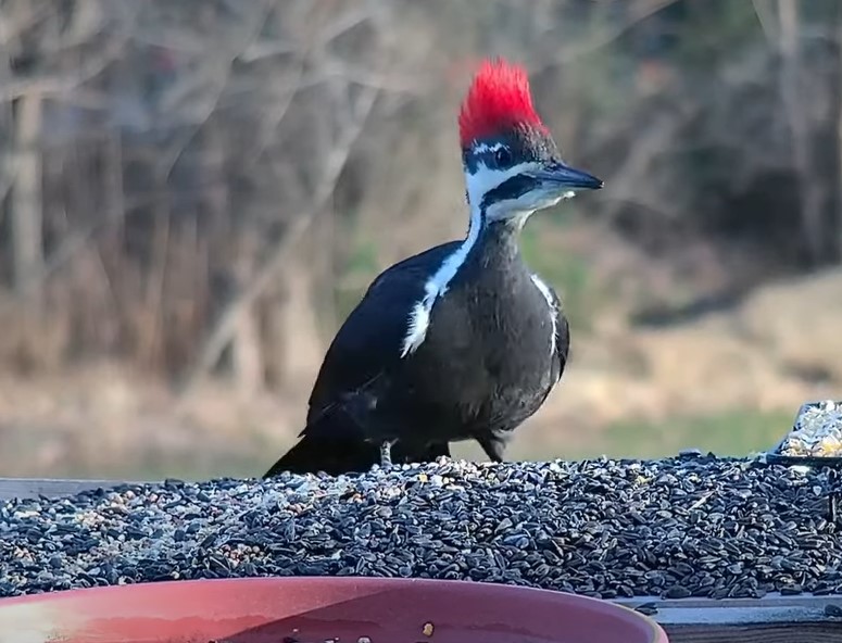 Caméra intelligente d'alimentation d'oiseaux, ai reconnu