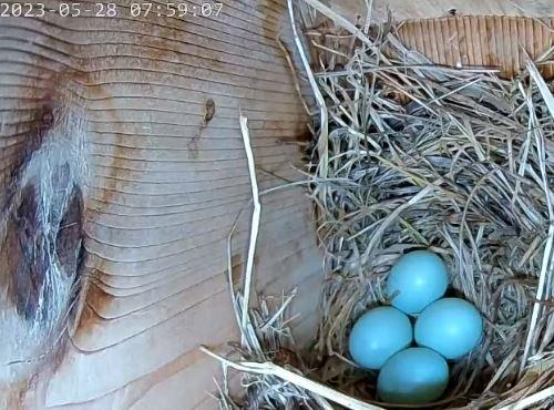 VA Bluebird Nest Hatch Watch! - SPO