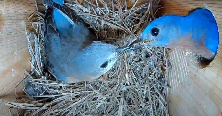 Virginia Bluebirds - Hatch Watch! - SPO