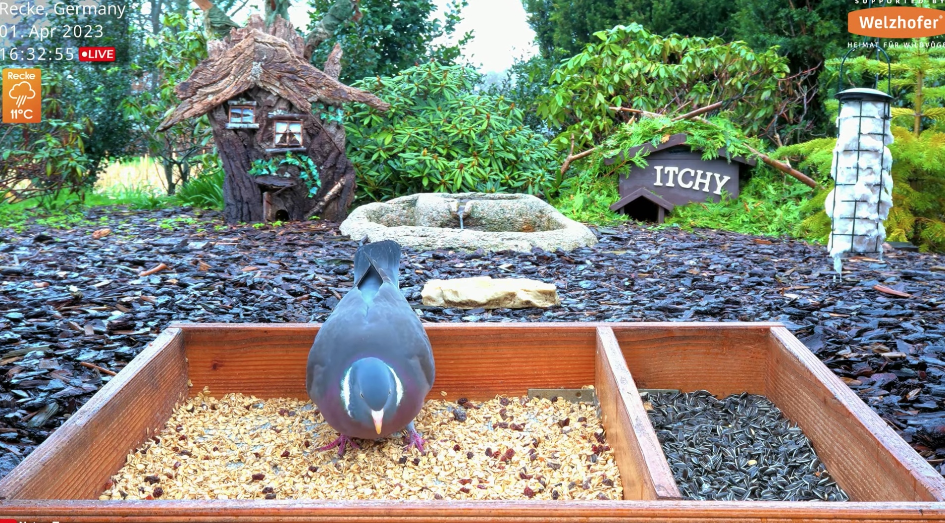 Recke Germany Bird Feeder Cam 2024