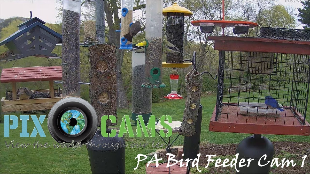 PA Bird Feeder Cams 2023