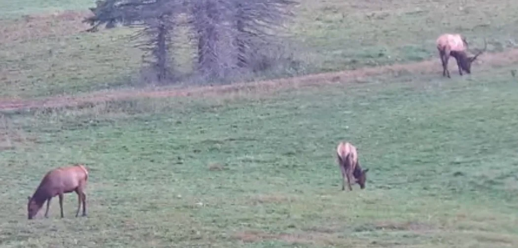 Pa elk cams 2025
