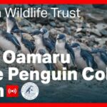 Live Penguin Cams