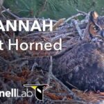 Savannah Great Horned Owl Nest Cam