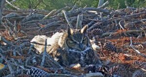 Great Horned Owl Nest Cam