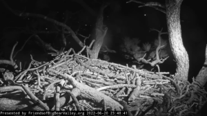 Big Bear Eagle Cam 2022