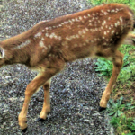 fawn1.png
