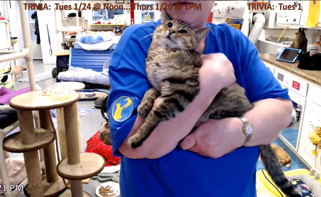 Kitty Cat Rescue Cam 2023