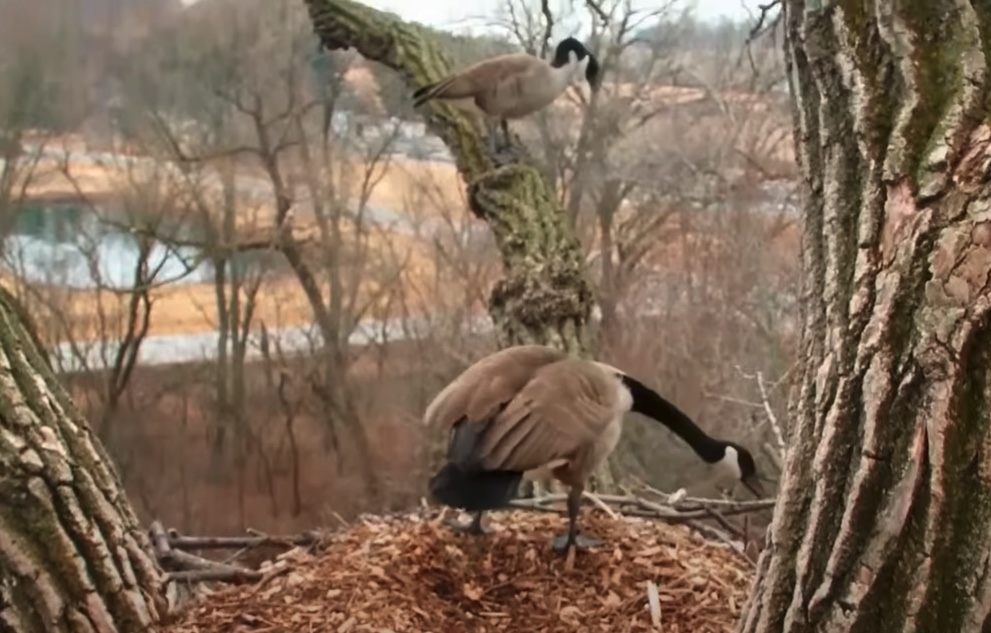 DECORAH GOOSE CAM visual data 2