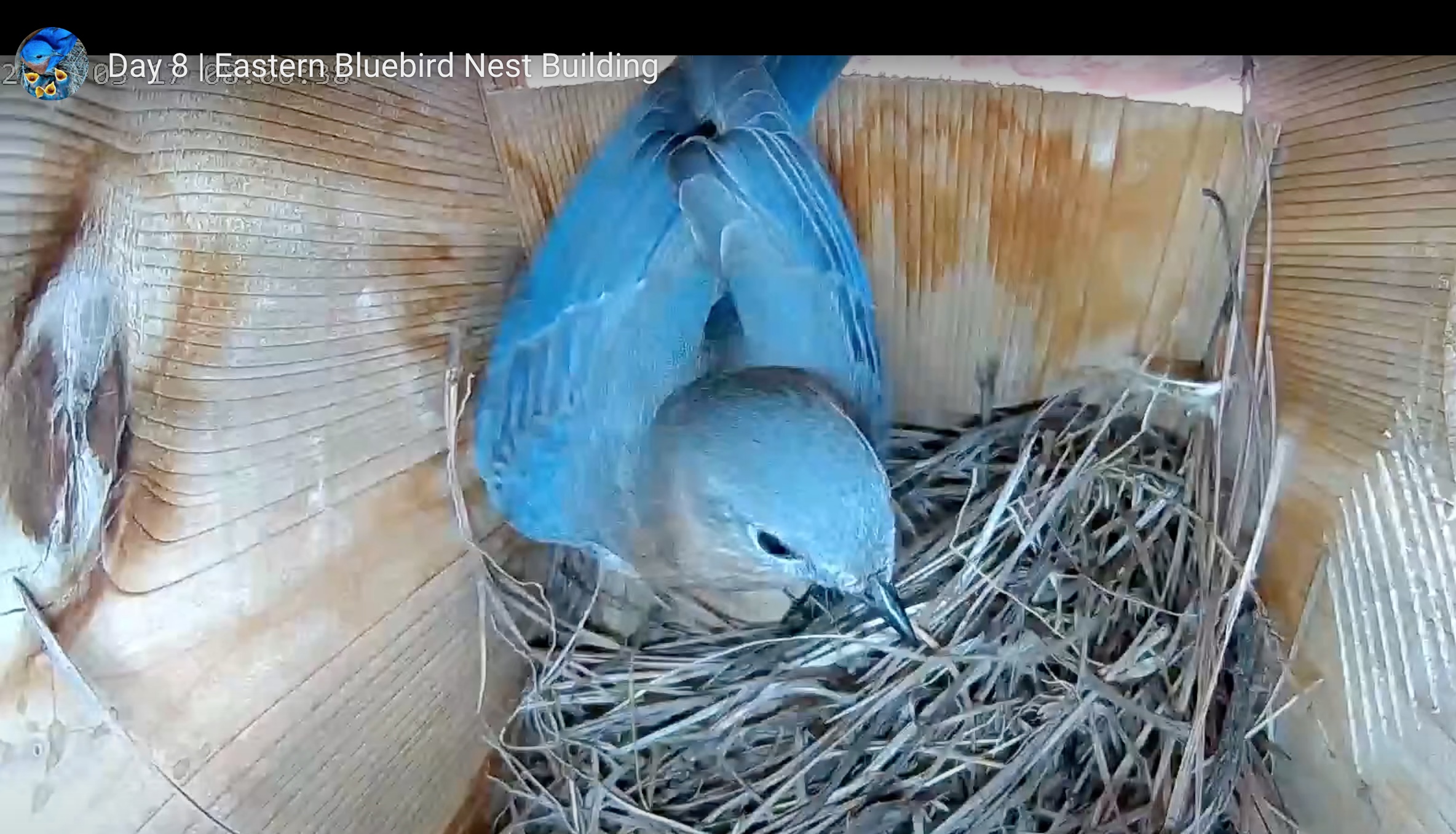 Bluebird deals nest cam