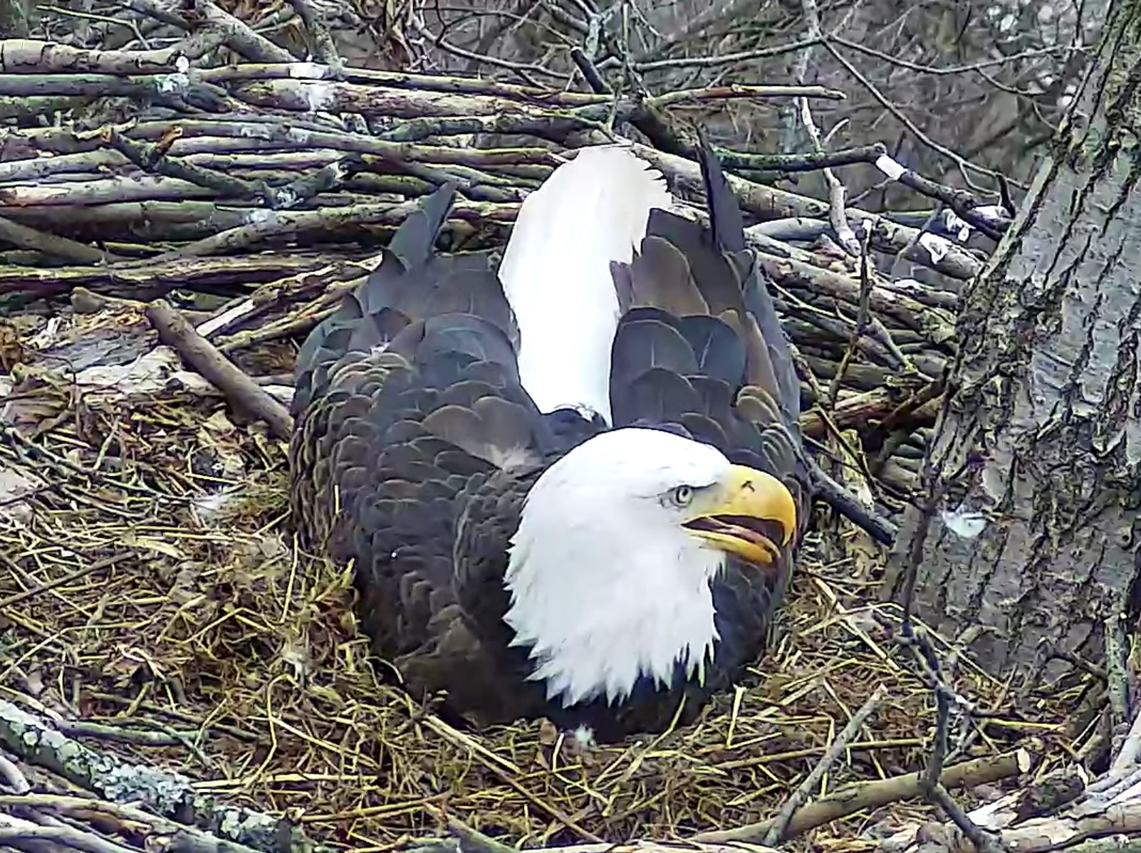 Hays Eagles hatch watch SPO
