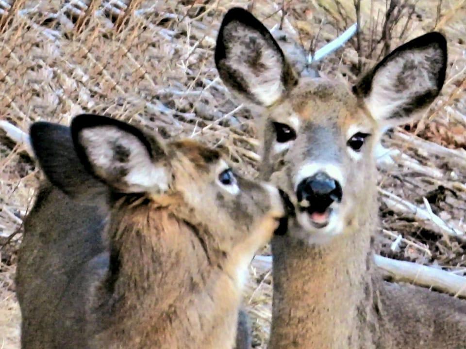 live deer cams
