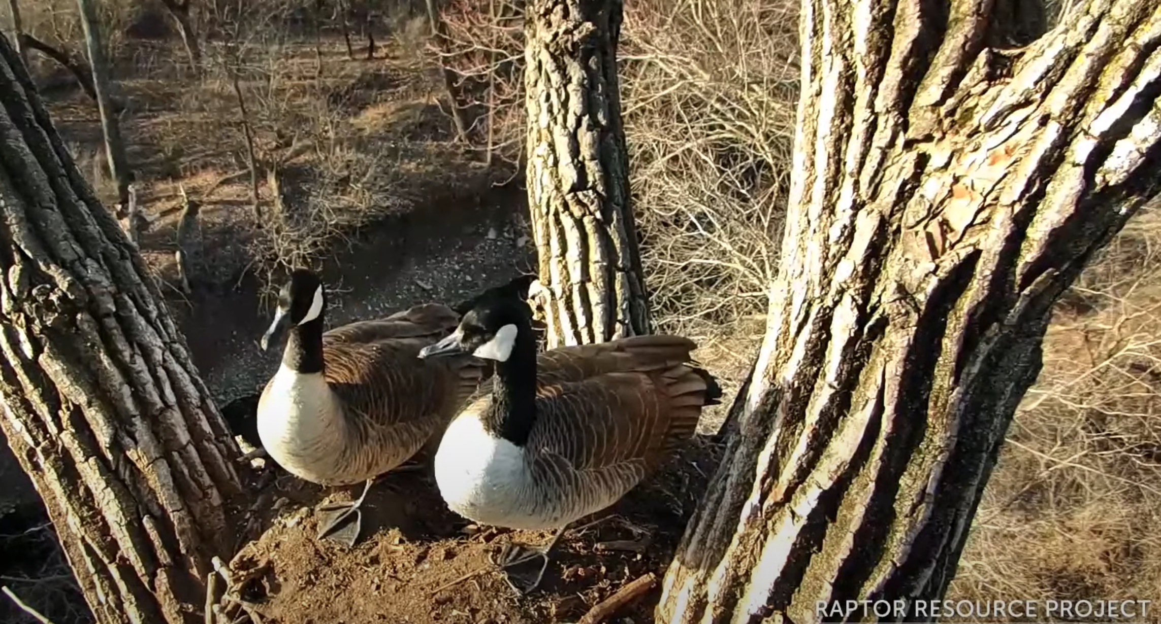 Decorah Goose Cam 2024   Screen Shot 2024 02 24 At 8.36.36 AM 