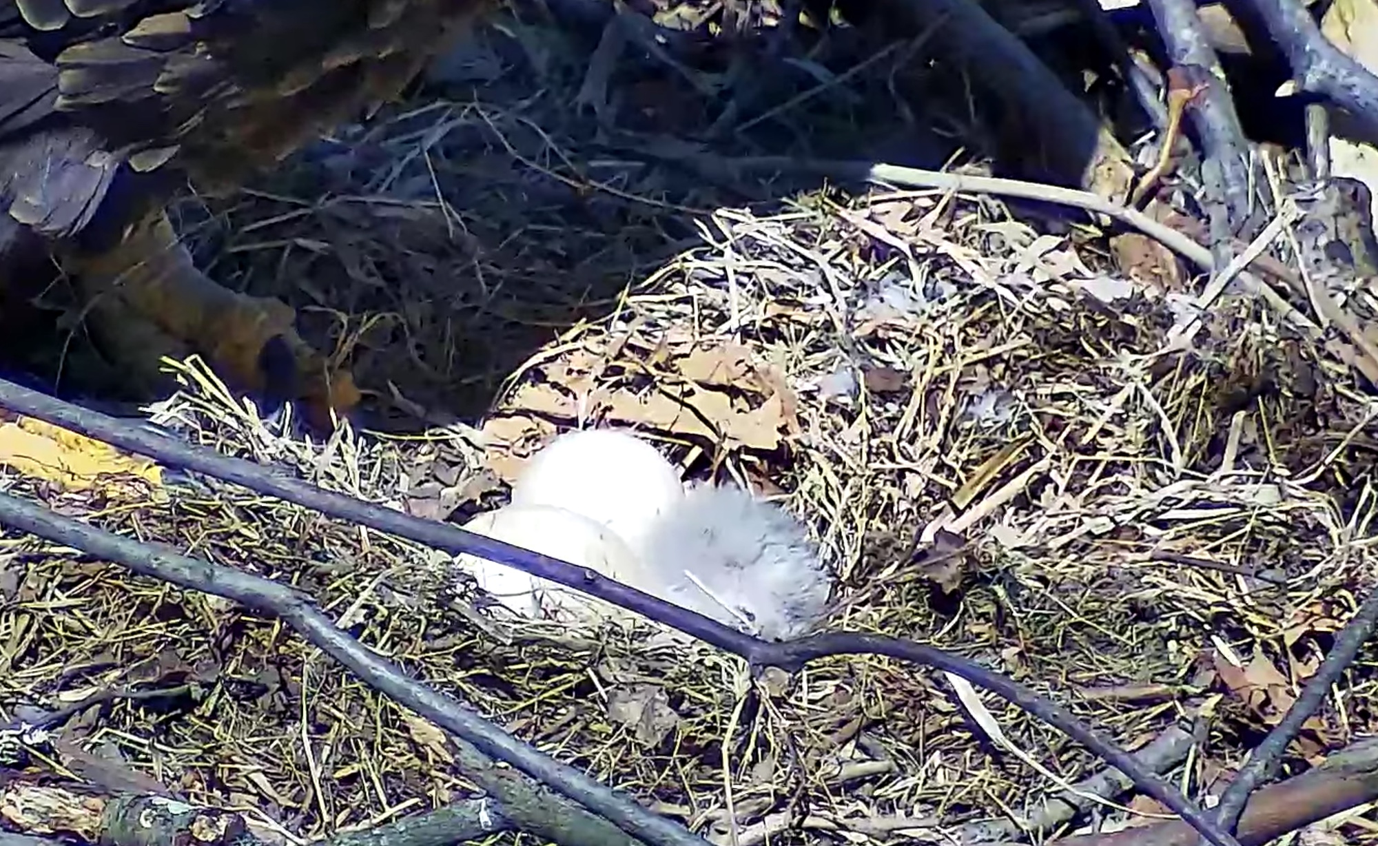 Hays Eagles first egg hatches video SPO