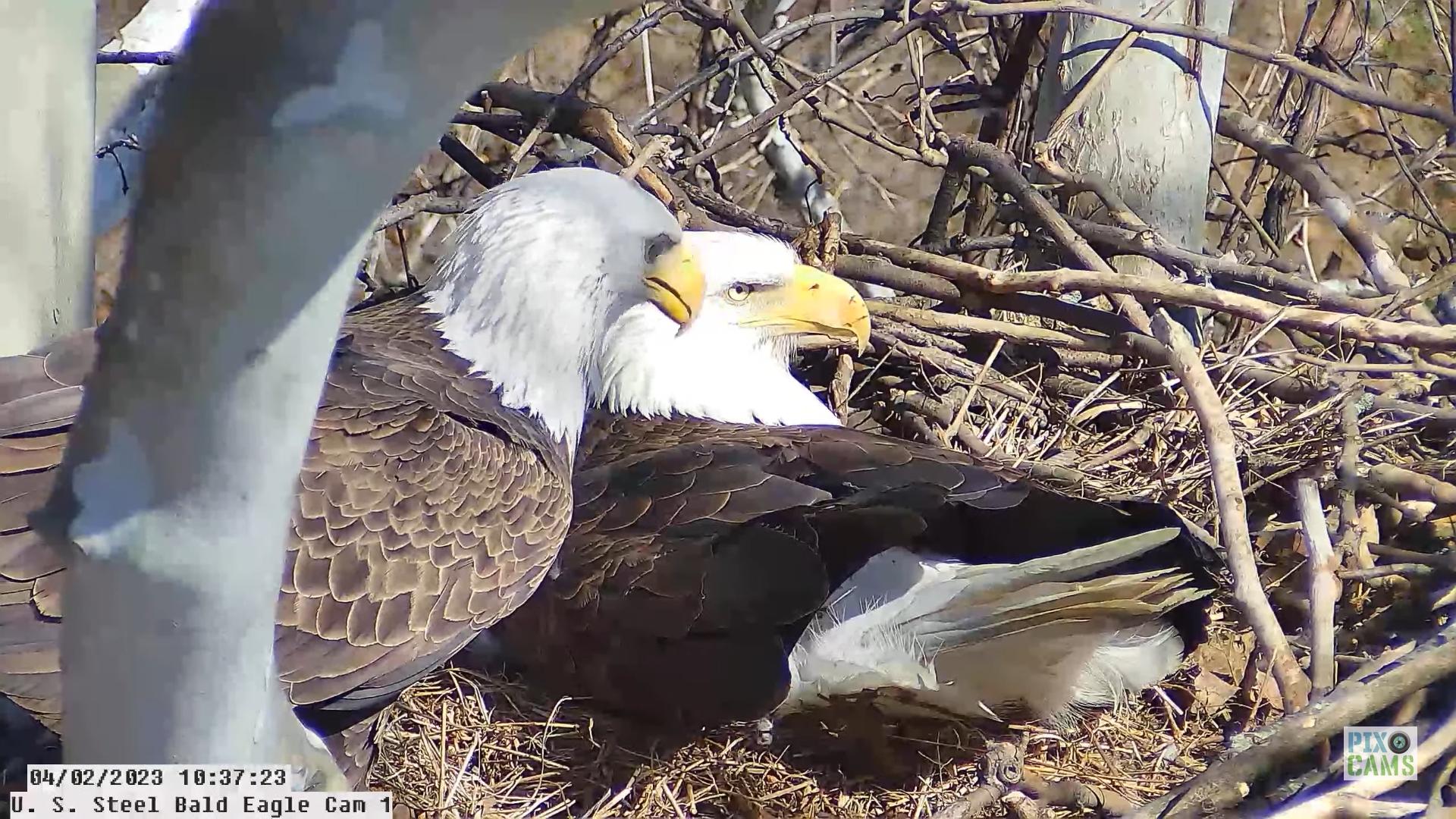 Us Steel Eagles Hatch Watch Begins
