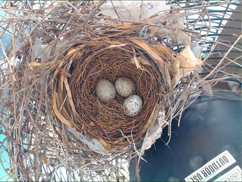 cardinal nest cam