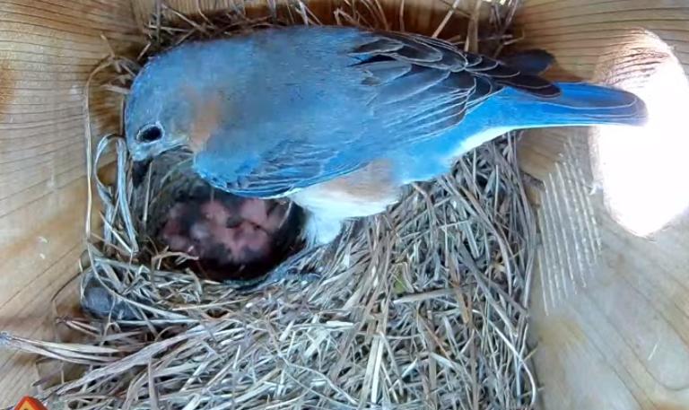 eastern bluebird nest cam