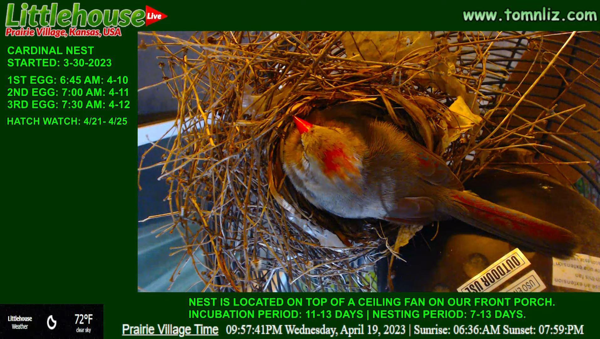 cardinal nest cam