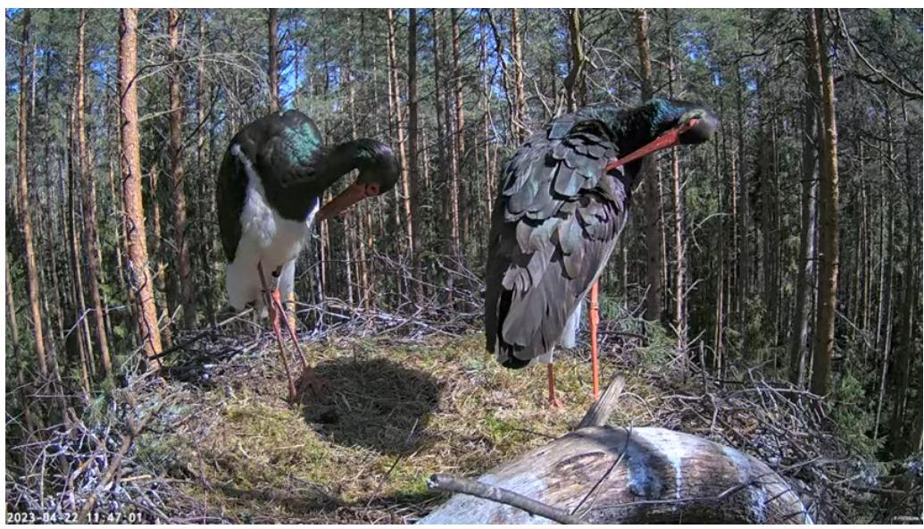 Estonia Black Stork Nest Cam Returns For Nesting Season - SPO