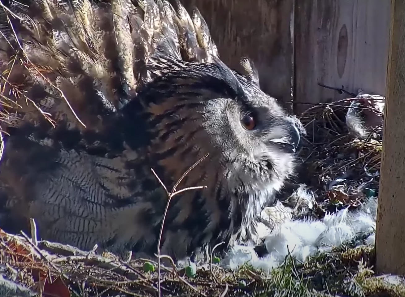 Eagle Owls Defend Nest Against Raven Video - SPO