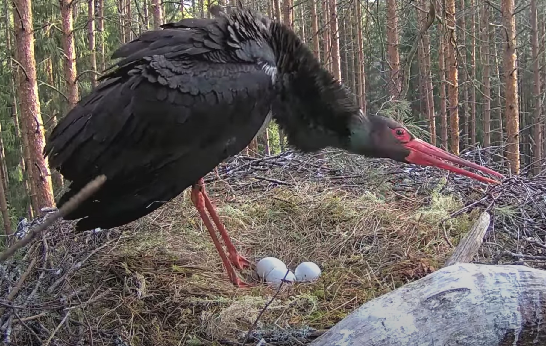 Black Stork Protects Nest From Crows Video - SPO