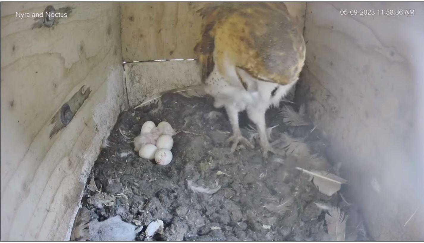 831 Barn Owl Eggs Are Hatching! SPO