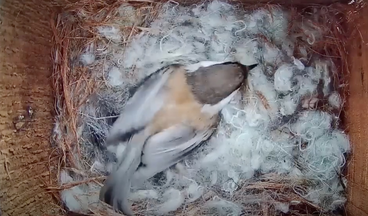 Live Chickadee Nest Cam 2024