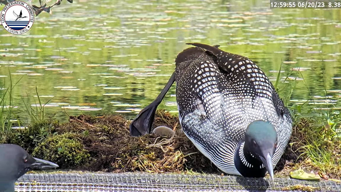 live loon nest cam