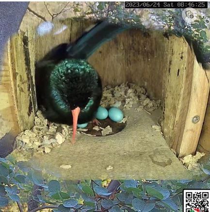 Green Wood Hoopoe Nest Timeline - SPO