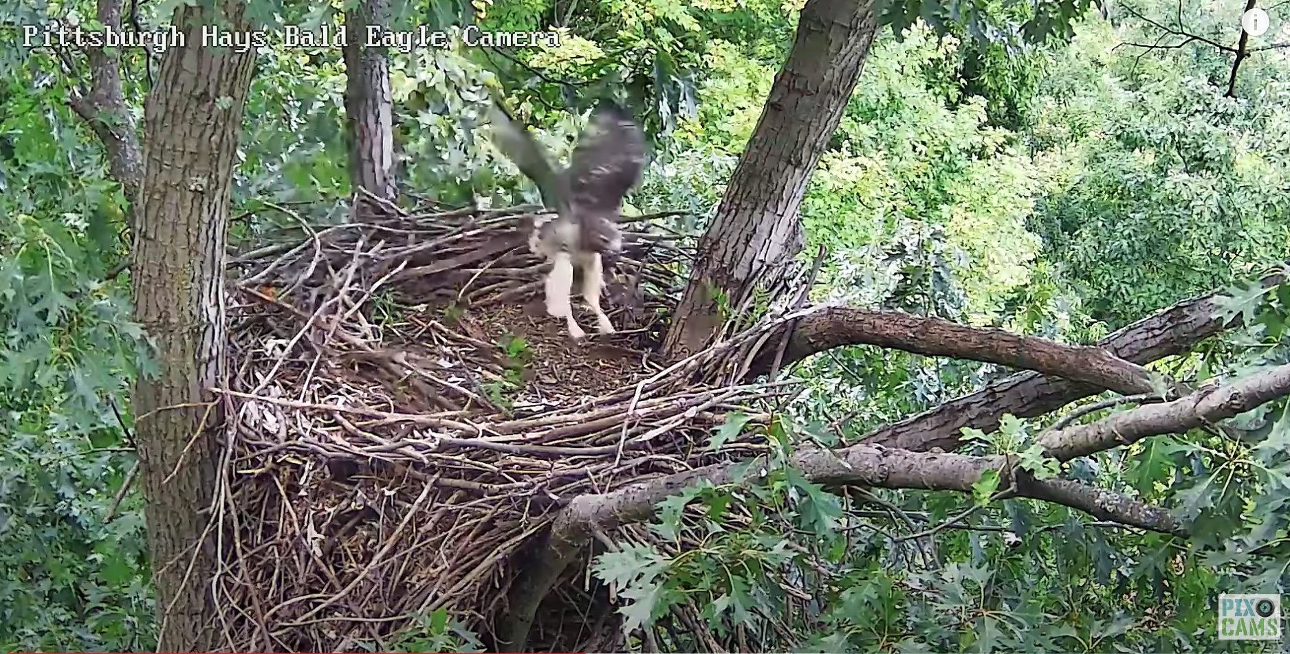 Red Tailed Hawk Visits Hays Eagle Nest Video SPO