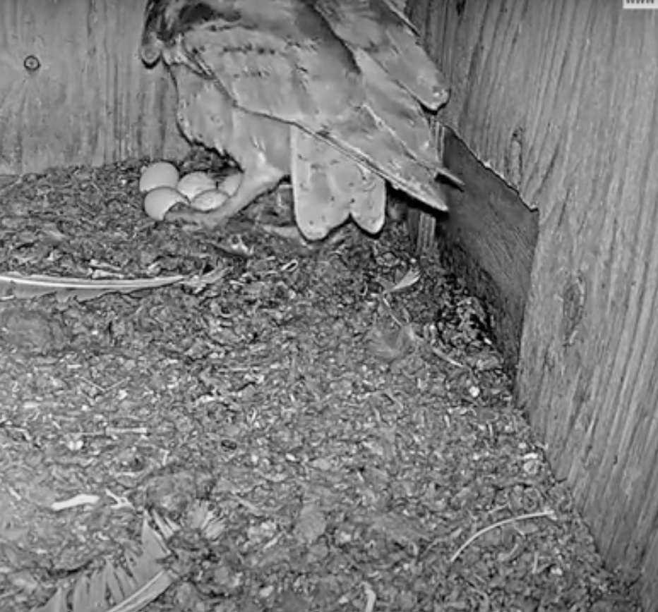 Florida Barn Owls 5 Eggs Laid Video - Spo