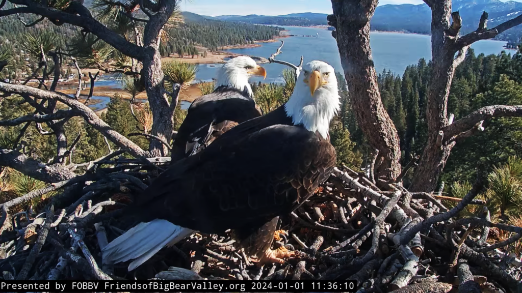 Big Bear Eagles 2024 Egg Laying ETA SPO