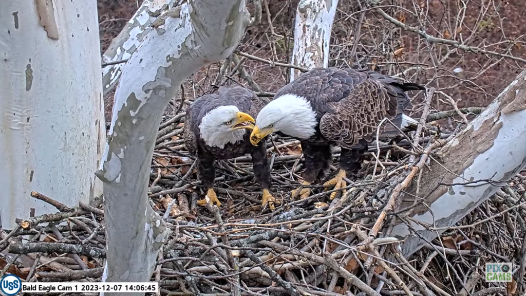 USS Bald Eagles 2024 Egg Lay ETA - SPO