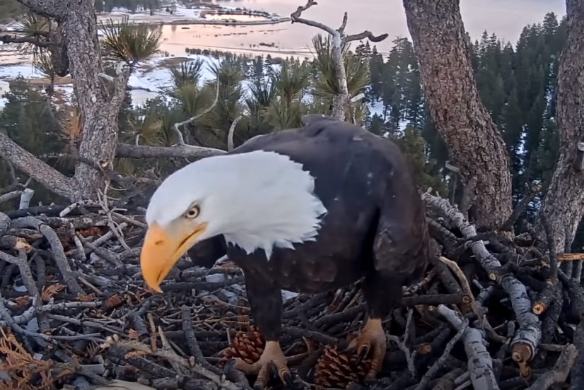 Well, Hello There! Big Bear Eagles Video SPO