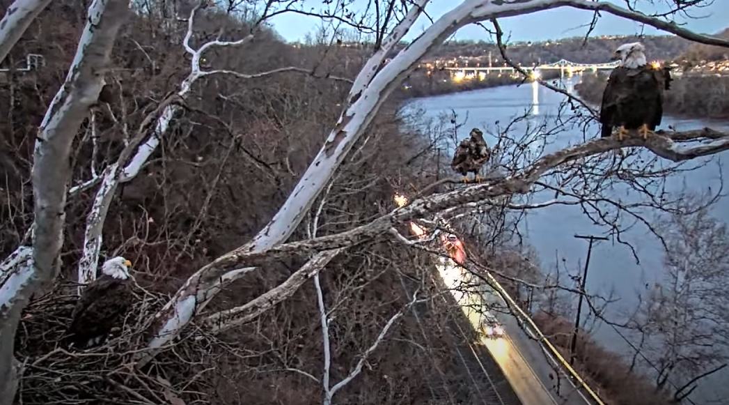 USS Bald Eagle Cam - Juvenile Visitor Video - SPO