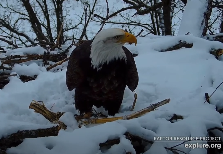 Decorah North Eagles It's Time For Cornstalks! Video SPO