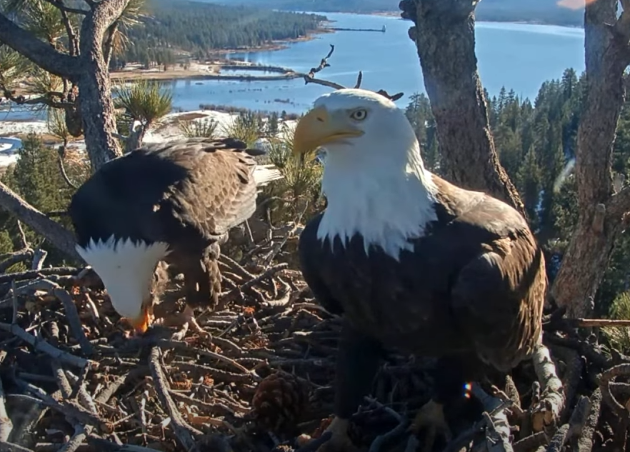 Big Bear Eagles - Shadow Brings In A Fish Video - SPO