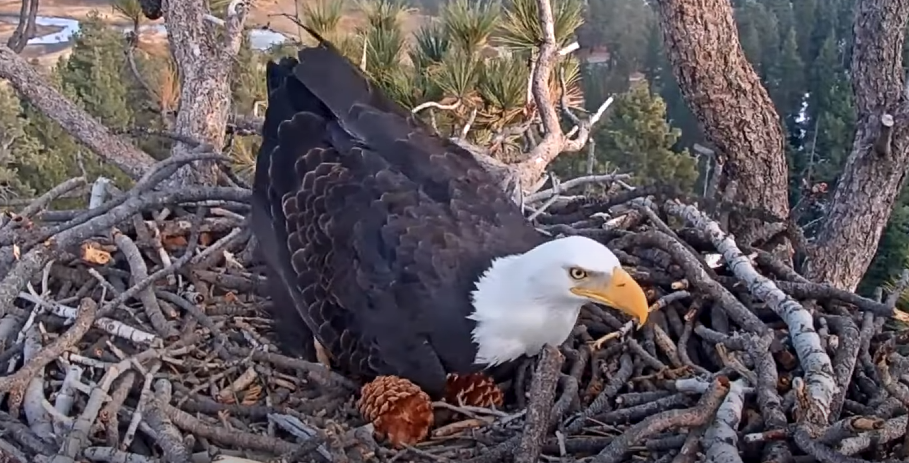 Big Bear Eagles - Jackie That's Not An Egg! - Video - SPO