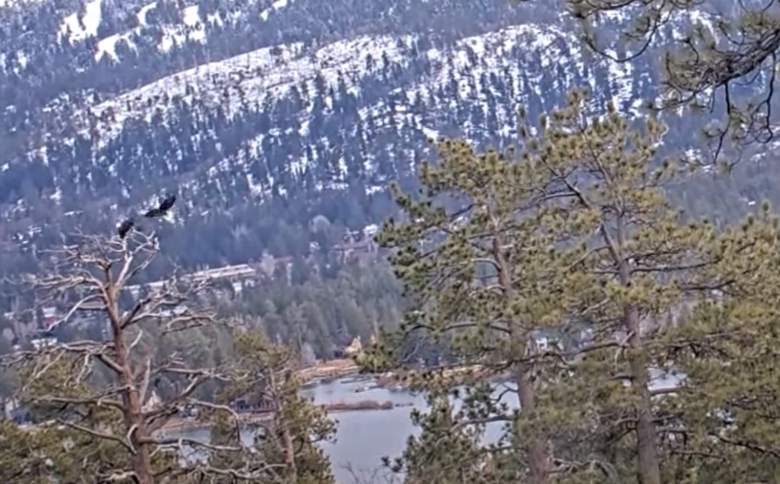 Video Shadow Gets Bombarded By Unknown Eagle Big Bear Eagles SPO