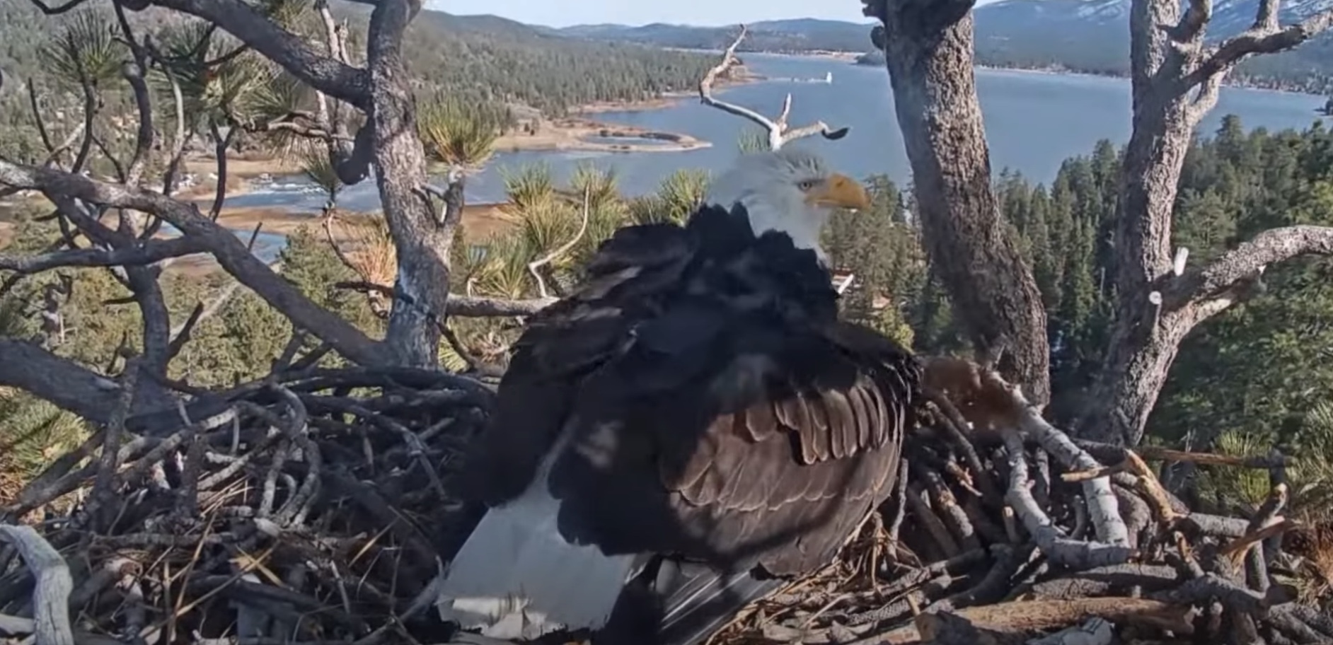 Big Bear Eagles Jackie Lays Egg 2! Video SPO