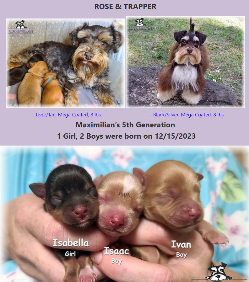 Schnauzer Puppy Cam 2024