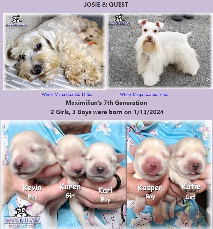 Schnauzer Puppy Cam 2024