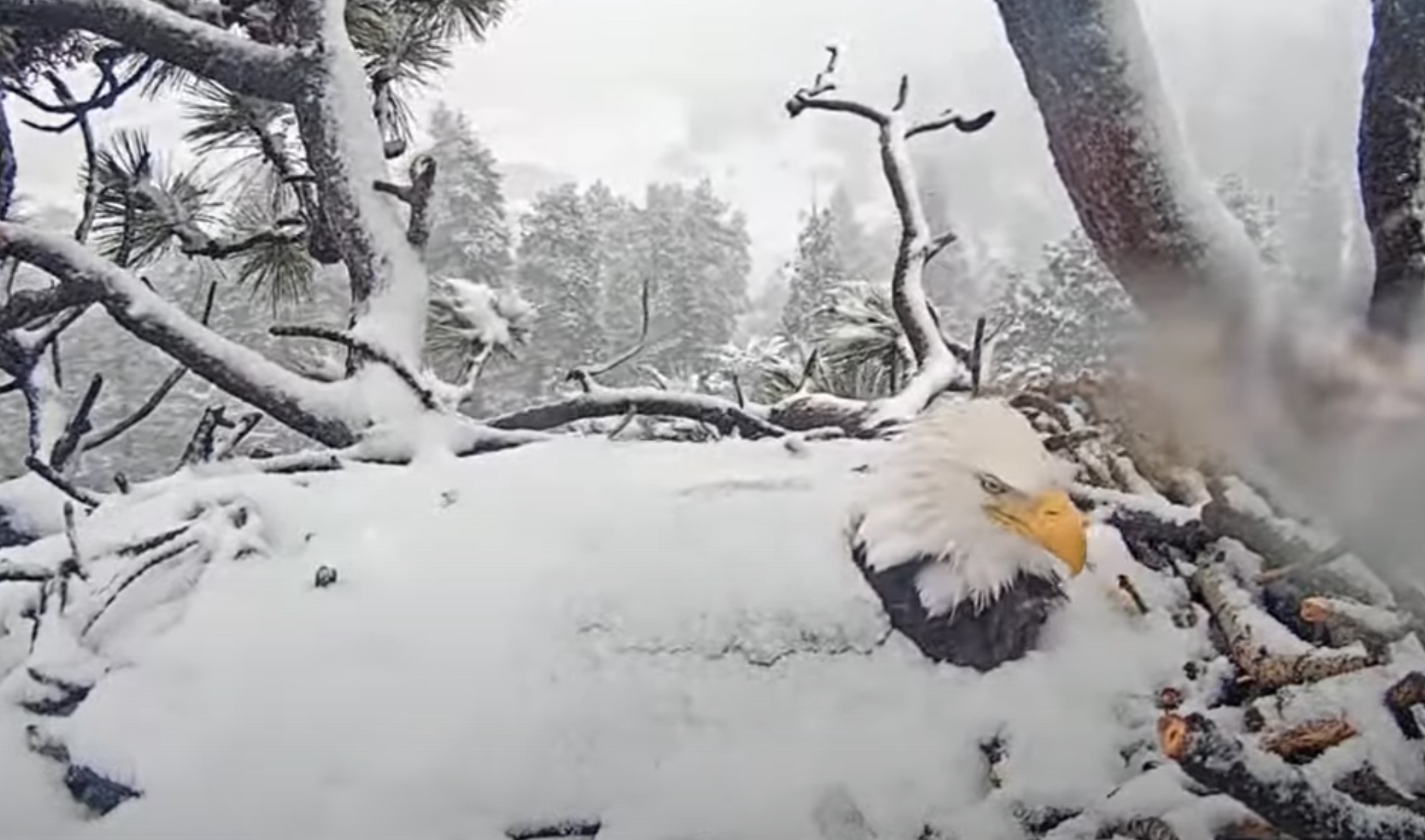It's An Eagle Igloo! Big Bear Eagles Video